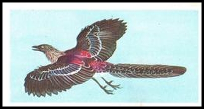 29 Archaeopteryx